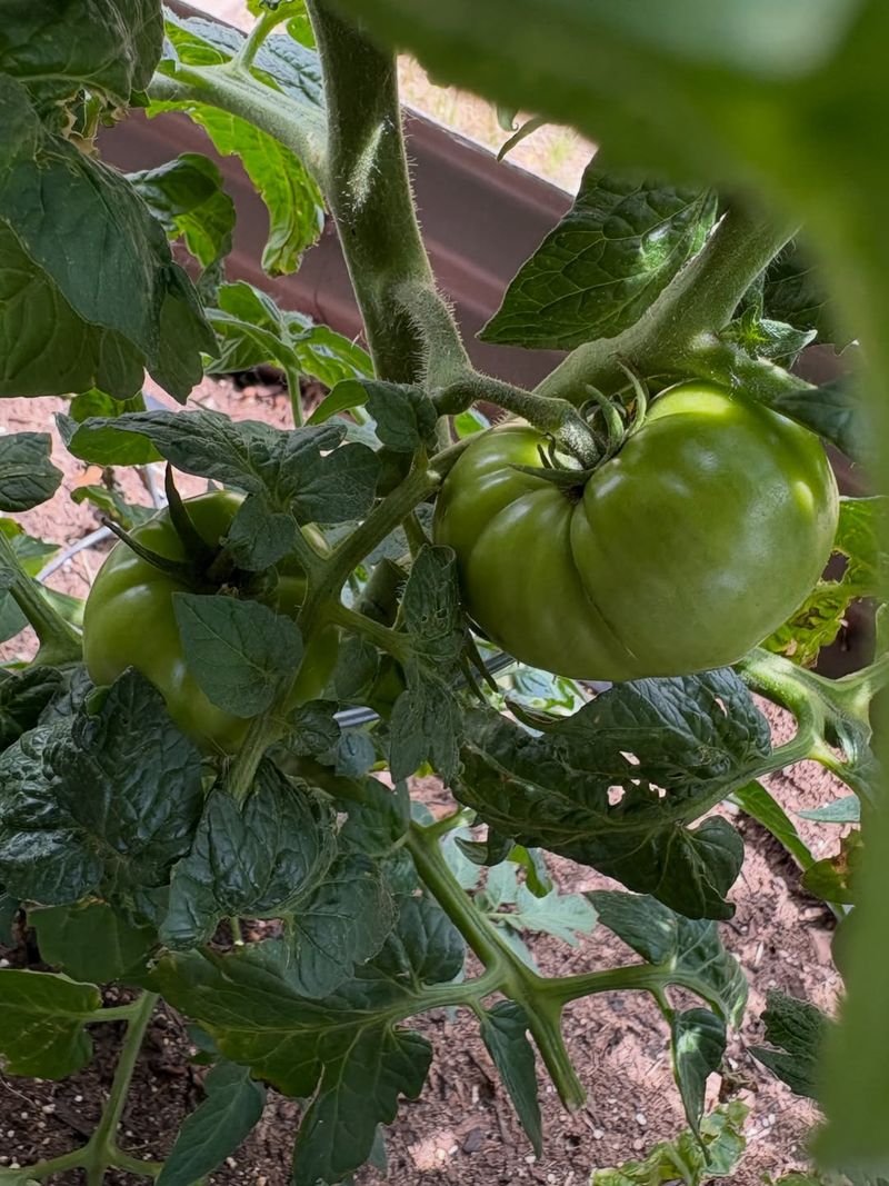 Morning Wilt Shows The Plant Needs Attention Morning Wilt Shows The Plant Needs Attention