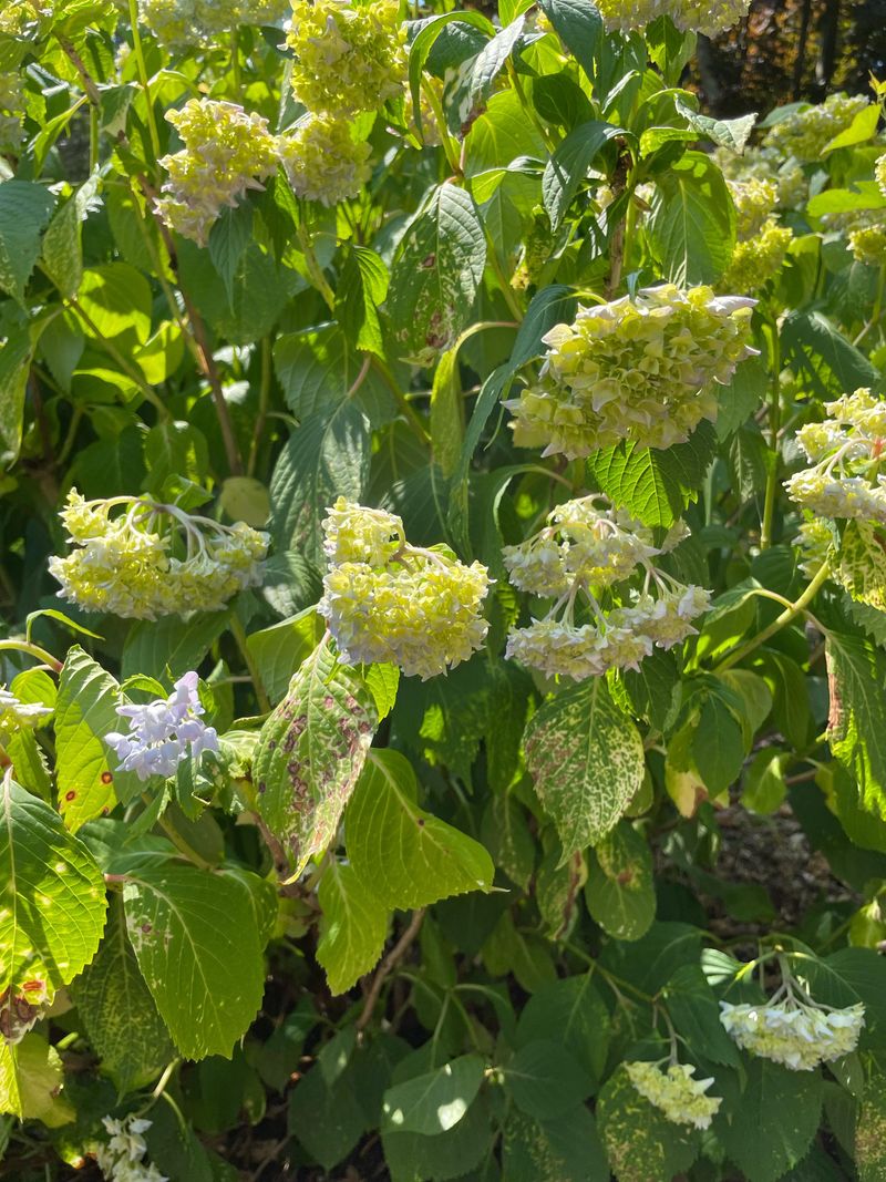 Morning Wilt Signals Deeper Trouble Morning Wilt Signals Deeper Trouble