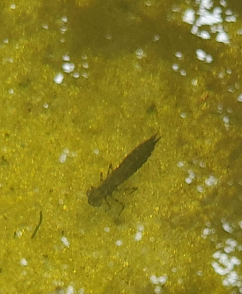 Mosquito Larvae May Be Present
