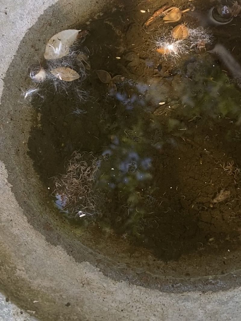 Mosquitoes Can Breed In Still Water Mosquitoes Can Breed In Still Water
