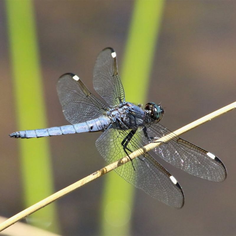 Mosquitoes Often Bring Dragonflies Closer