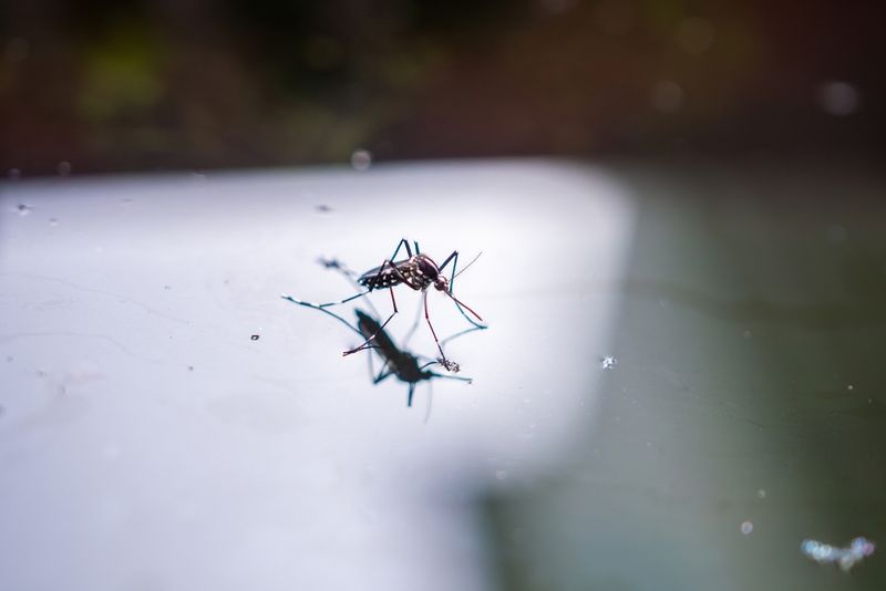 Mosquitoes Use Quiet Water To Breed Mosquitoes Use Quiet Water To Breed