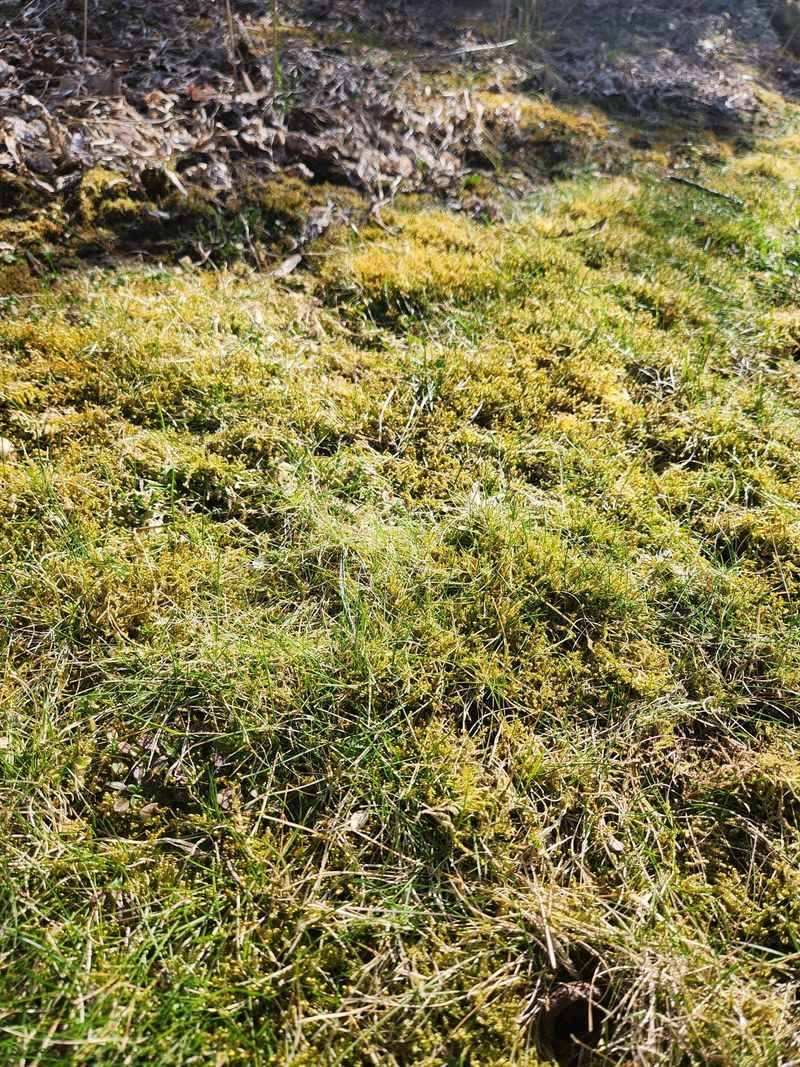 Moss Does Not Confirm Acidic Soil