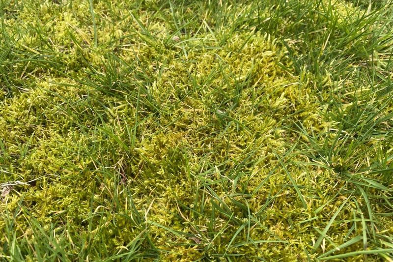 Moss Is A Symptom Rather Than The Original Problem