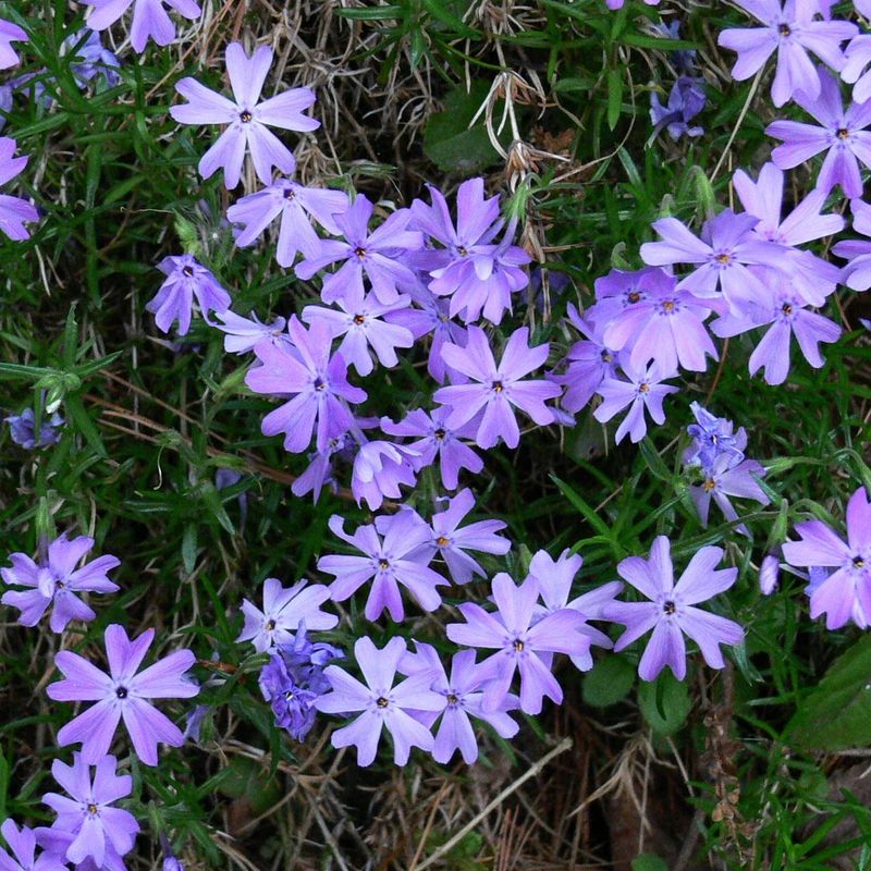 Moss Phlox Moss Phlox
