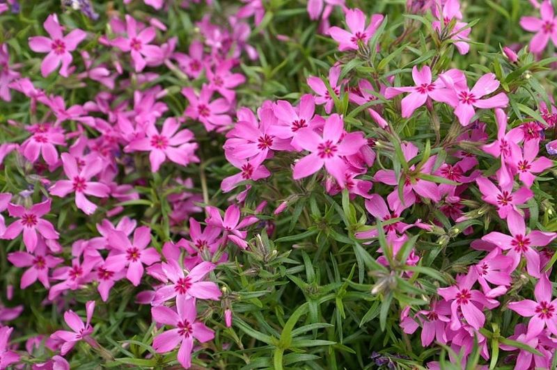 Moss Phlox Moss Phlox