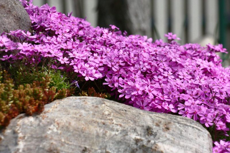 Moss Phlox Can Cover Sunny Well-Drained Slopes Moss Phlox Can Cover Sunny Well-Drained Slopes