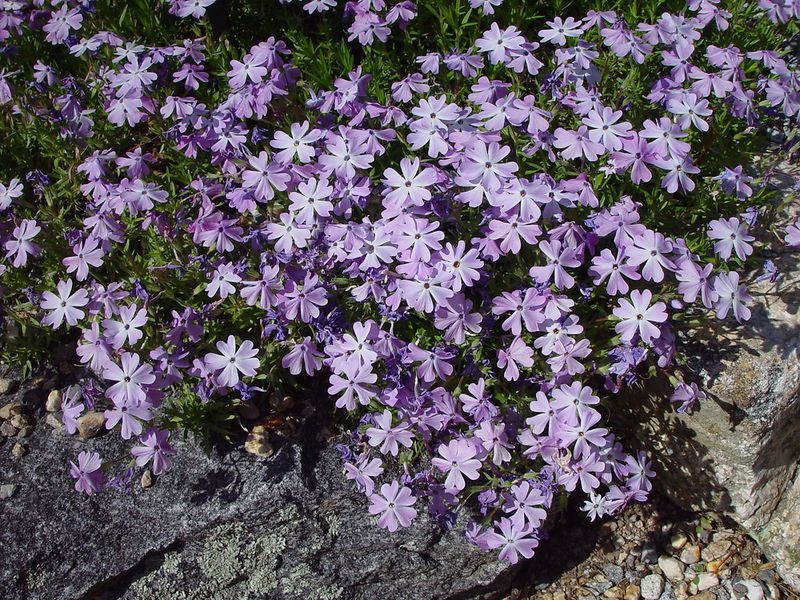 Moss Phlox Softens Dry Edges Moss Phlox Softens Dry Edges