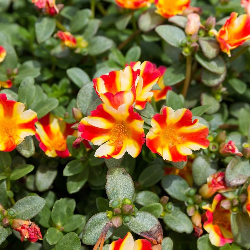 Moss Rose Flourishes In Full Sun Moss Rose Flourishes In Full Sun