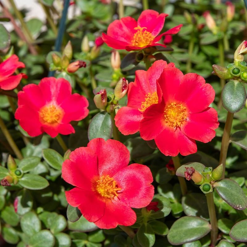 Moss Rose Is The Plant That Handles Extreme Heat Moss Rose Is The Plant That Handles Extreme Heat