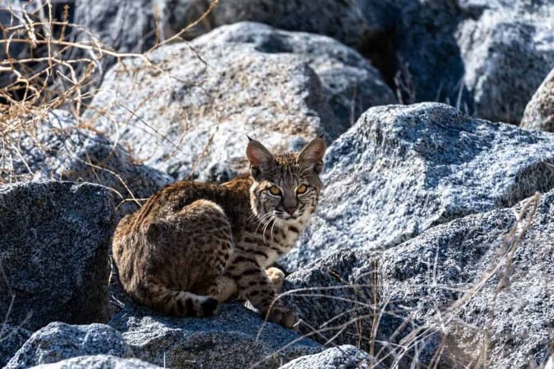 Most Bobcats Leave Without Causing Problems Most Bobcats Leave Without Causing Problems