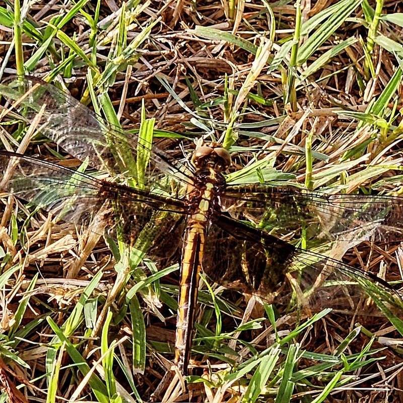 Most Dragonflies Are Harmless To People