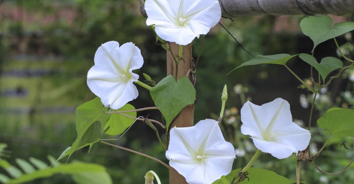 moonflowers