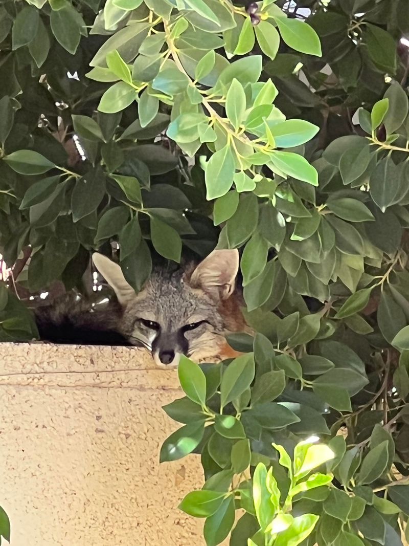 Most Gray Foxes Avoid People When Possible