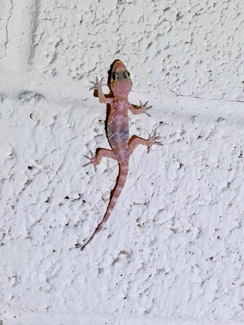 Most House Geckos Help Keep Bug Numbers Down Most House Geckos Help Keep Bug Numbers Down