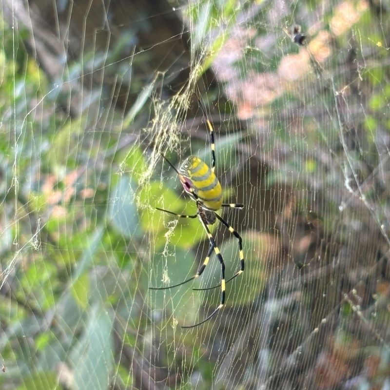 Most Joro Spiders Are Not Aggressive