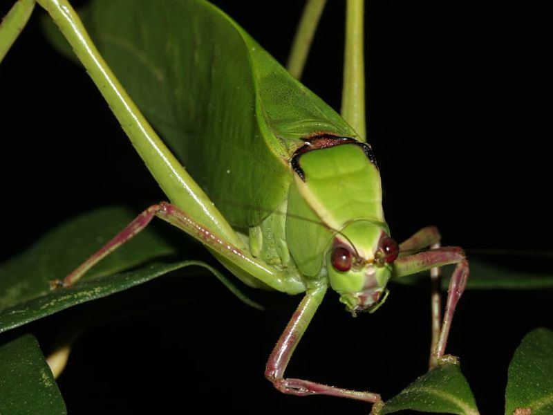 Most Katydids Stay Hidden During Daylight Most Katydids Stay Hidden During Daylight