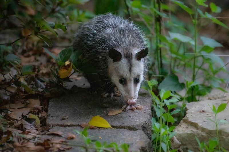 Most Opossums Are Harmless Visitors Most Opossums Are Harmless Visitors