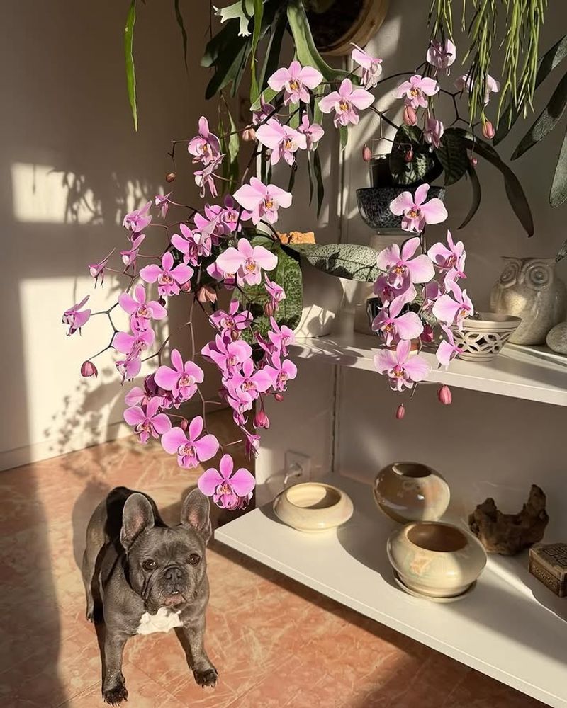 Moth Orchid Moth Orchid