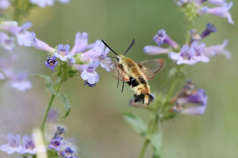 Moths Pollinate After Bees Clock Out Moths Pollinate After Bees Clock Out