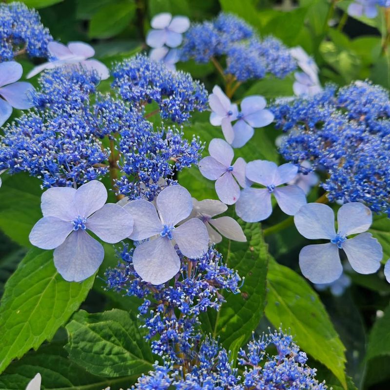 Mountain Hydrangeas Can Lose Developing Buds