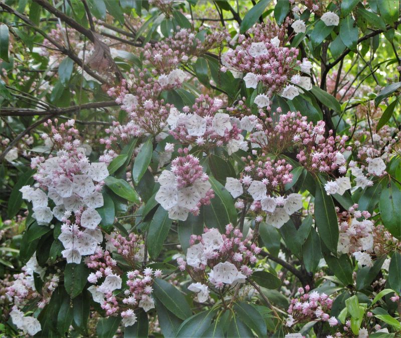 Mountain Laurel Mountain Laurel