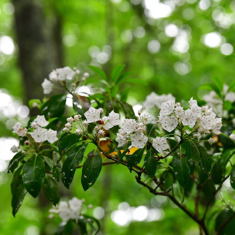 Mountain Laurel Brings Classic Pocono Evergreen Beauty Mountain Laurel Brings Classic Pocono Evergreen Beauty