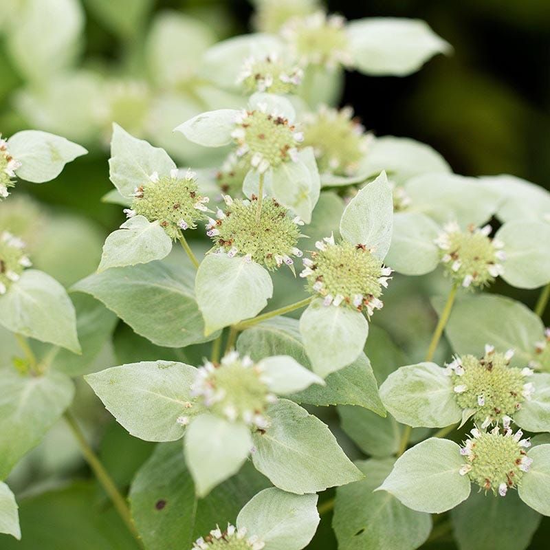 Mountain Mint Smells Strongly Fresh