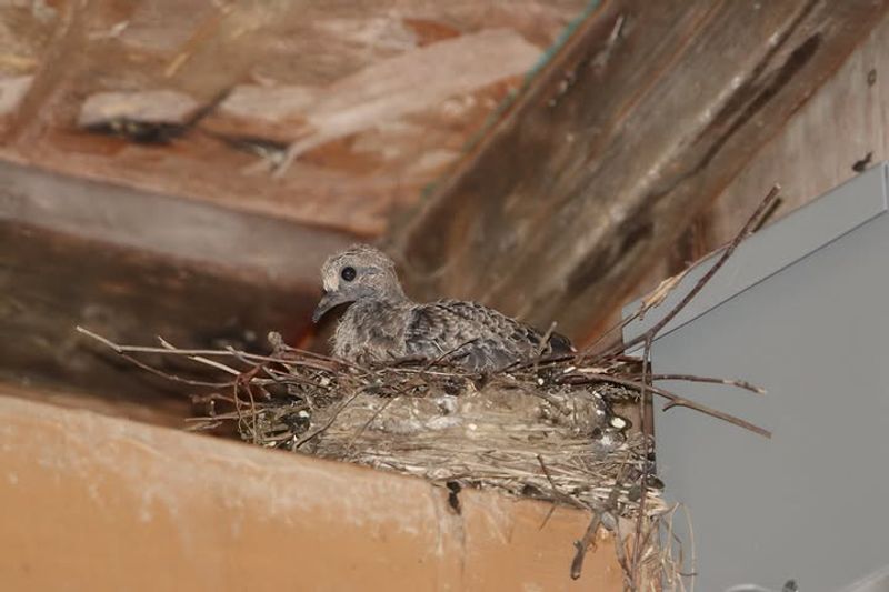 Mourning Doves Choose Places That Feel Safe Mourning Doves Choose Places That Feel Safe