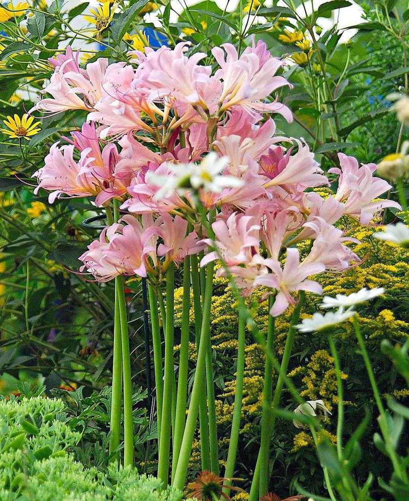Move Bulbs Only After The Plant Goes Dormant Move Bulbs Only After The Plant Goes Dormant
