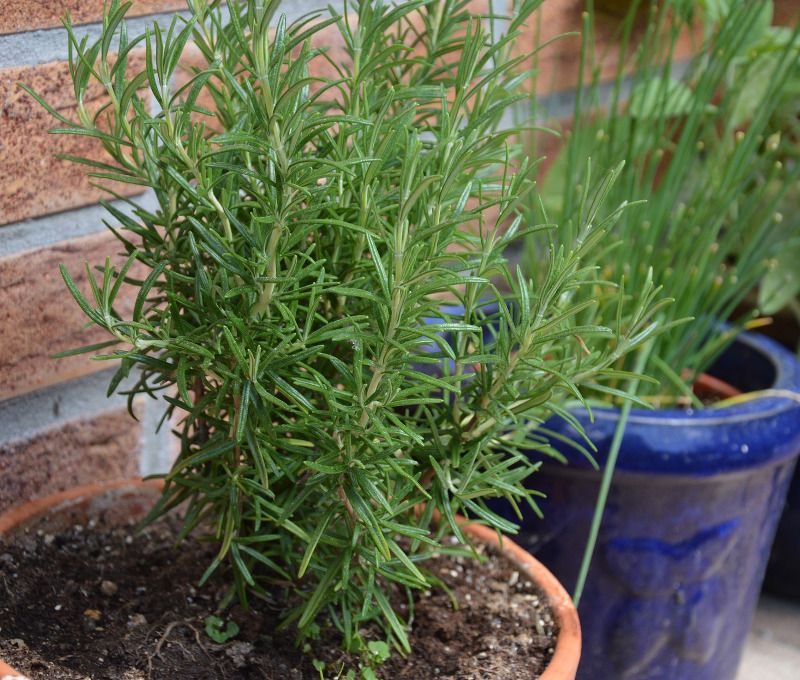 Move Container Plants Away From Afternoon Sun
