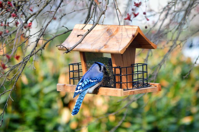 Move Feeders That Spill Seed Nearby Move Feeders That Spill Seed Nearby