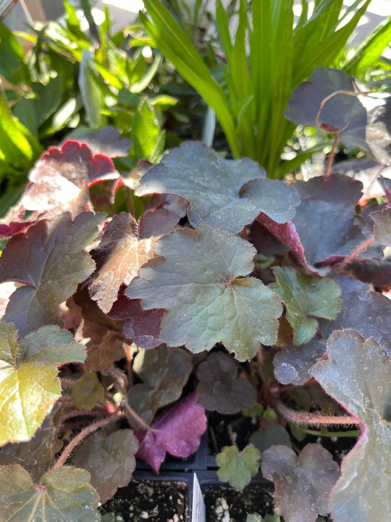 Move Heucheras Before Color Fades Move Heucheras Before Color Fades