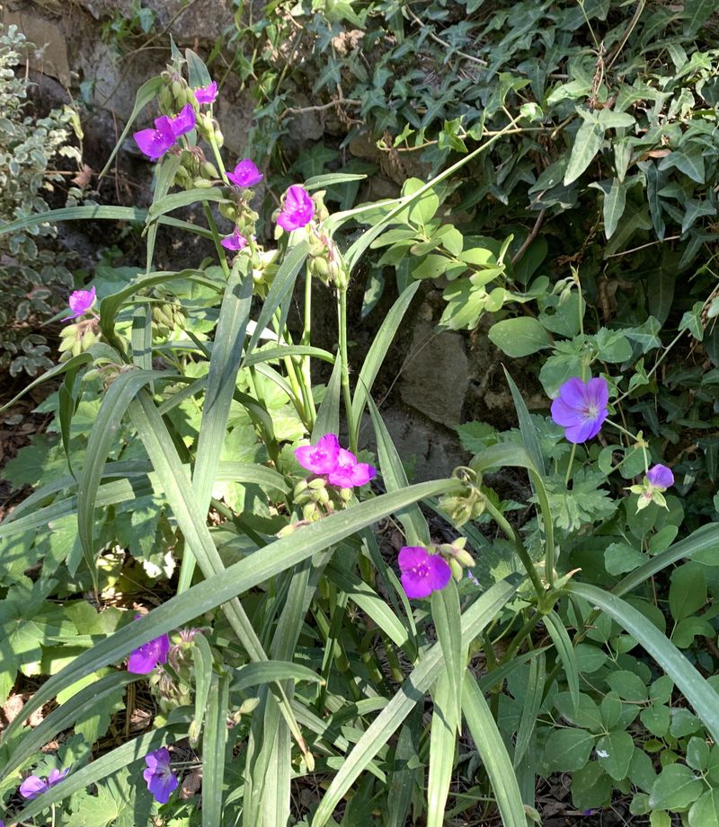Move New Perennials Before Roots Bake Move New Perennials Before Roots Bake