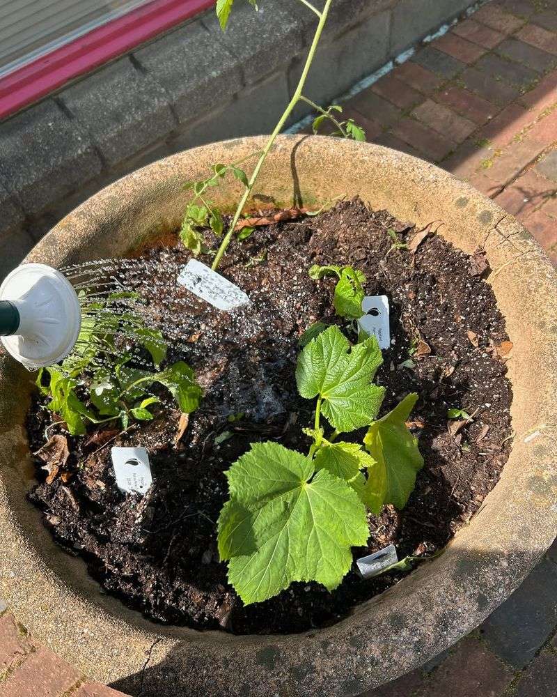 Move Nursery Starts Before Planting