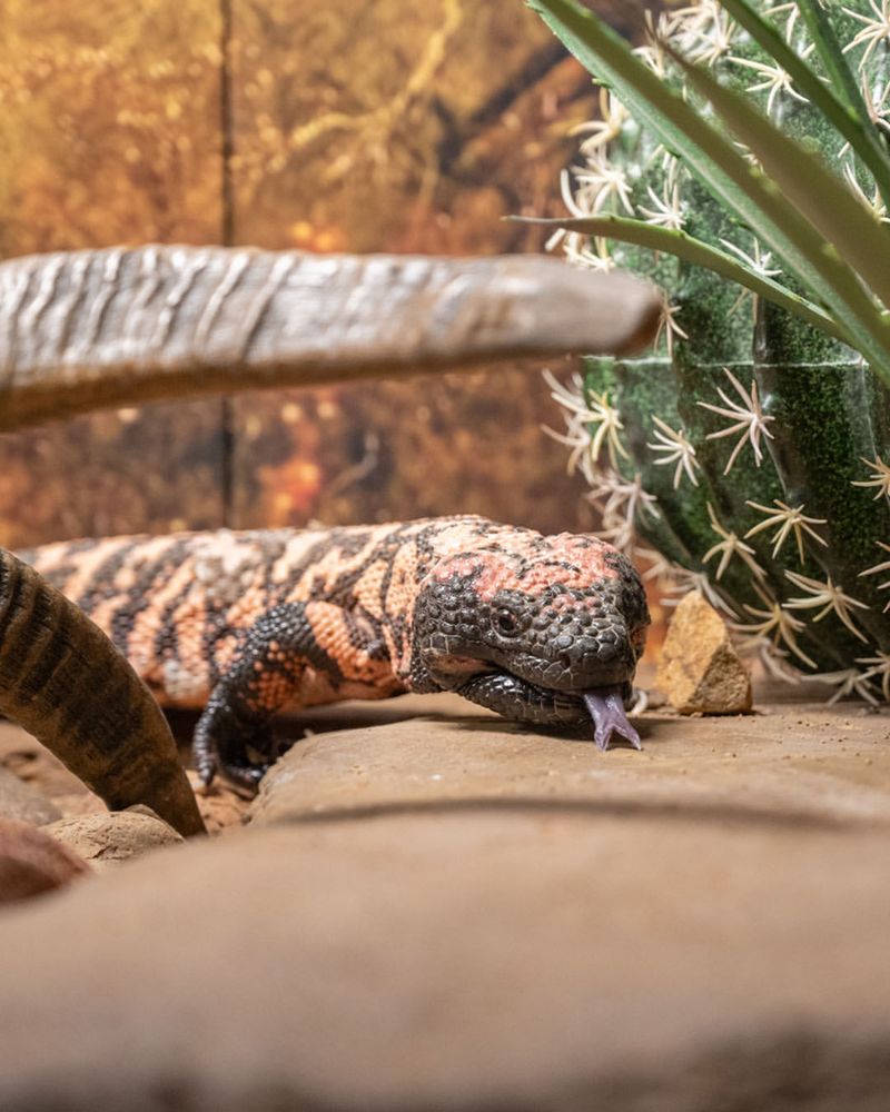 Move Pets Indoors Until It Leaves