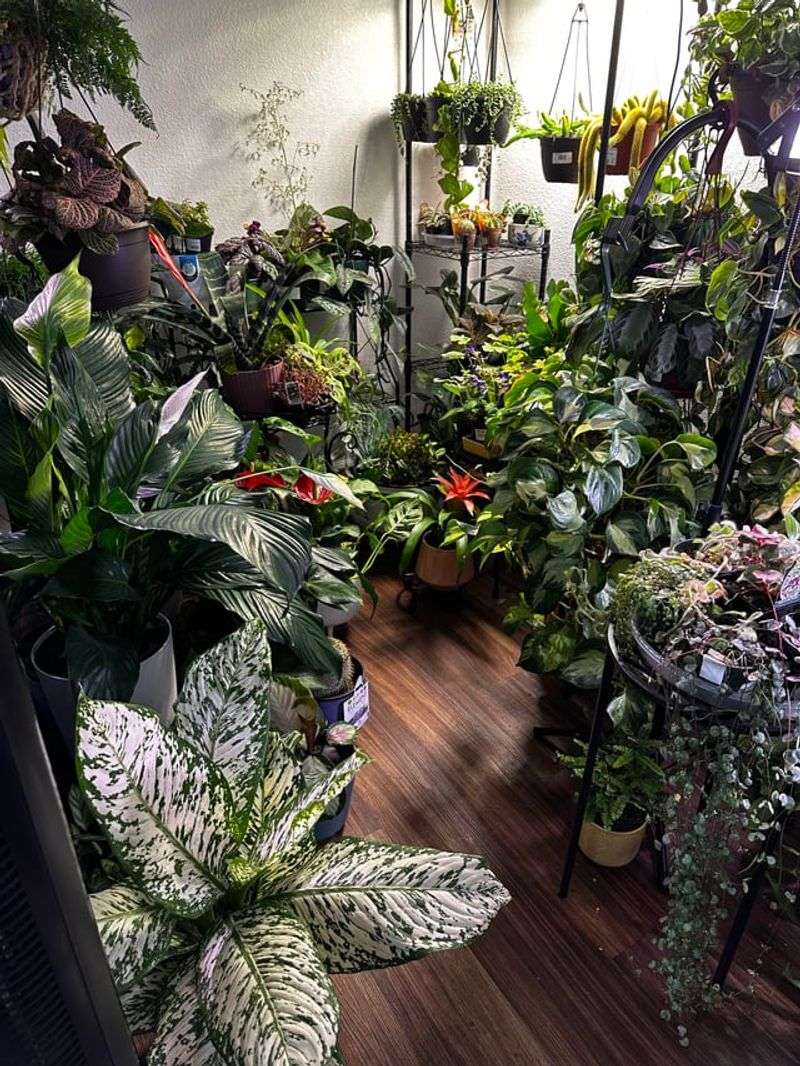 Move Plants Back From Hot Windows Move Plants Back From Hot Windows