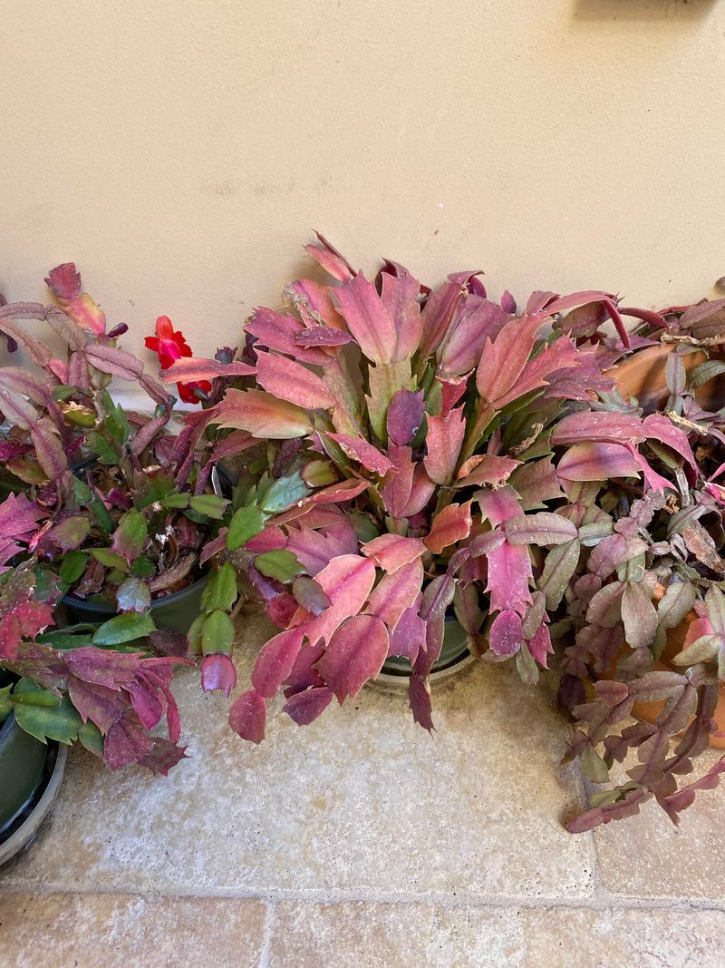 Move Plants Outdoors To A Shaded Porch Or Under Trees Move Plants Outdoors To A Shaded Porch Or Under Trees