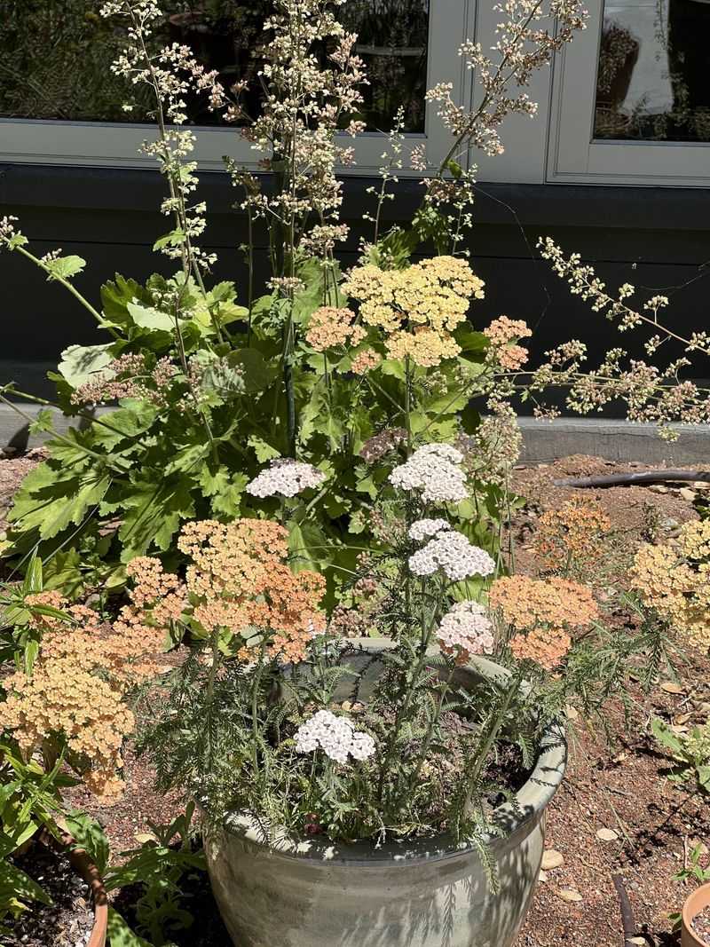 Move Pots Into Morning Sun Move Pots Into Morning Sun