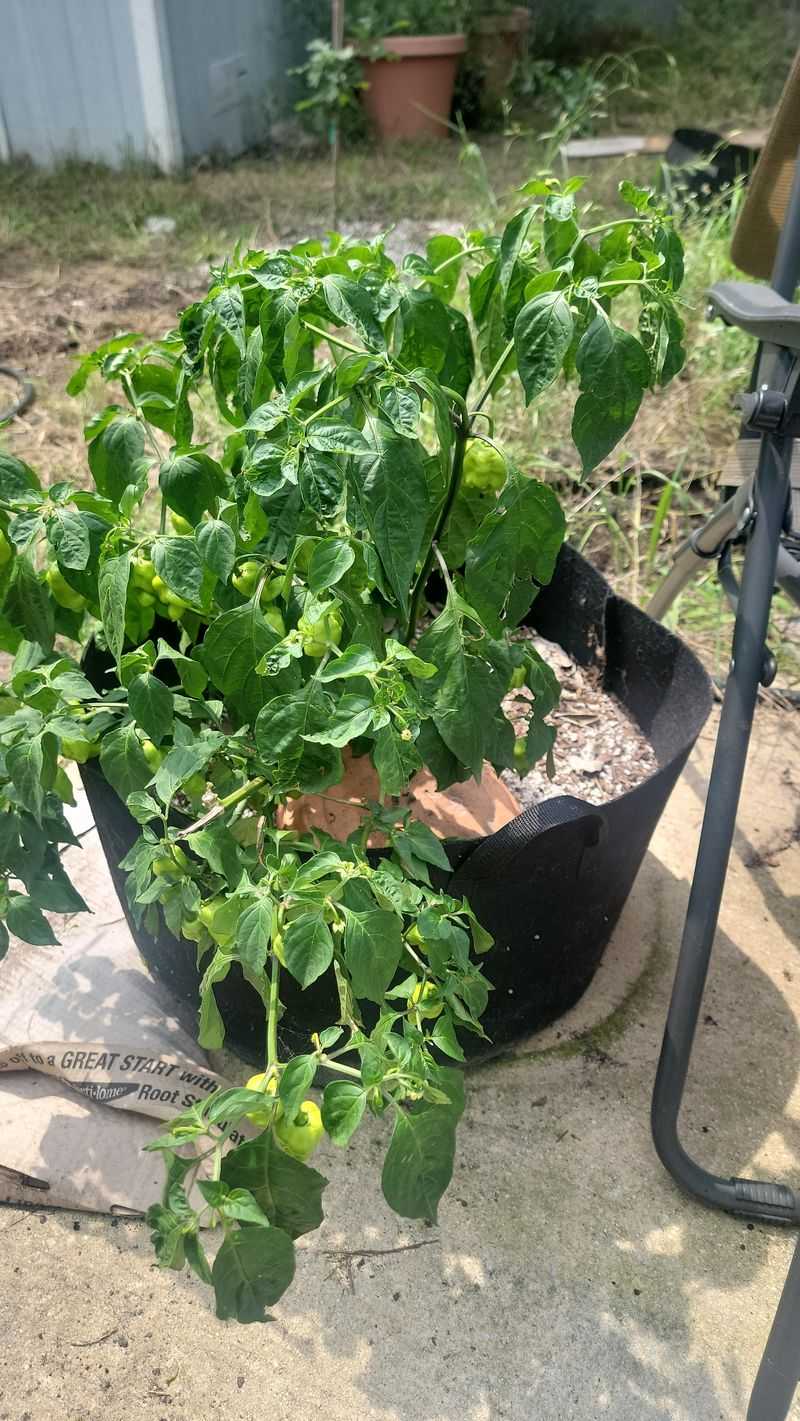 Move Pots Off Hot Concrete Move Pots Off Hot Concrete