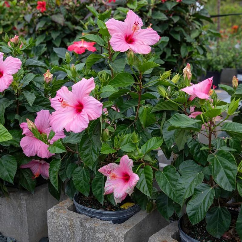 Move Potted Hibiscus Out Of Harsh Stress Move Potted Hibiscus Out Of Harsh Stress