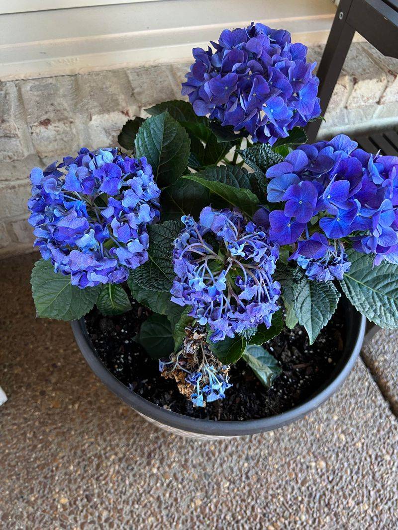 Move Potted Hydrangeas Out Of Afternoon Sun Move Potted Hydrangeas Out Of Afternoon Sun