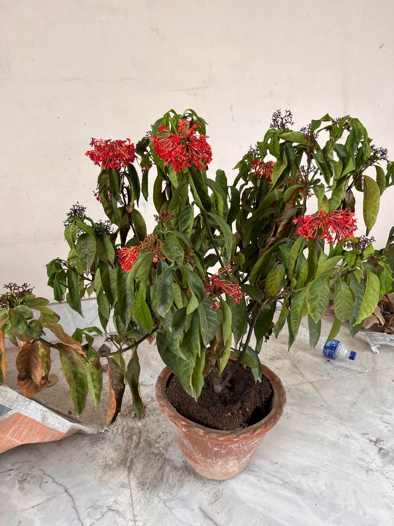 Move Potted Ixora From Harsh Walls Move Potted Ixora From Harsh Walls