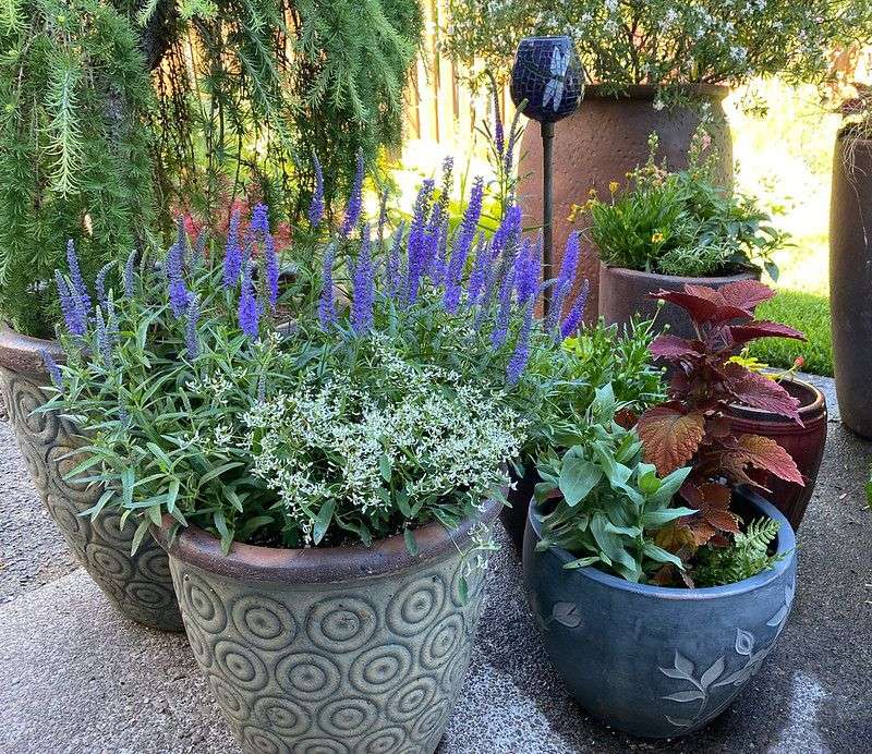 Move Potted Plants Into Temporary Shade