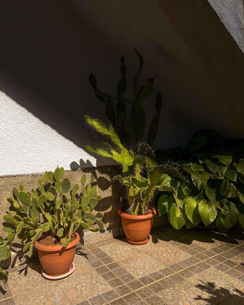 Move Potted Plants To A Shaded Spot For The Next Day