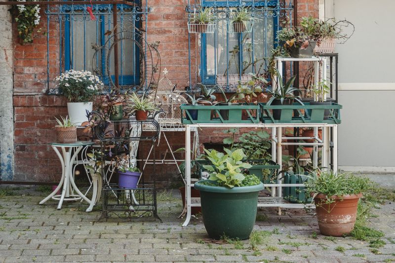 Move Potted Plants To Higher, Sheltered Ground Move Potted Plants To Higher, Sheltered Ground