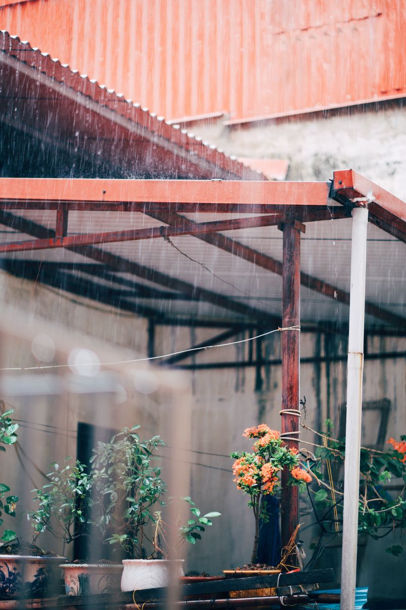 Move Potted Plants To Higher, Sheltered Ground