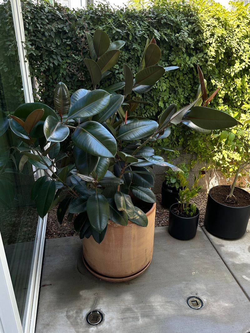 Move Vulnerable Pots Into Overnight Recovery Shade Move Vulnerable Pots Into Overnight Recovery Shade