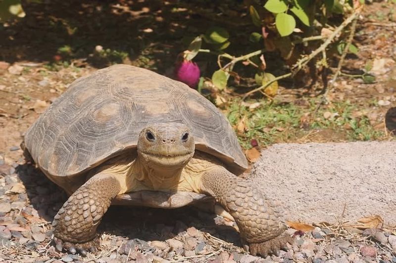 Moving Wild Tortoises Can Spread Serious Diseases Moving Wild Tortoises Can Spread Serious Diseases