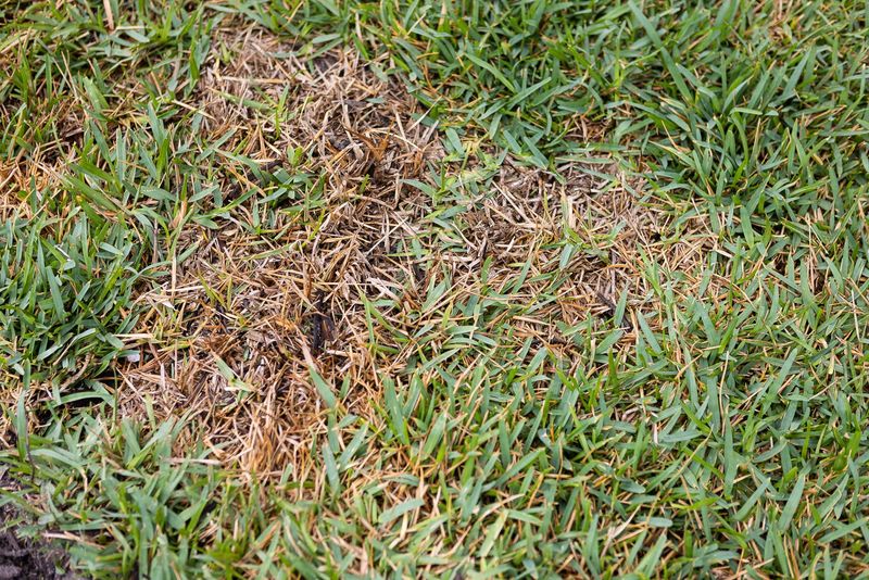 Mow Diseased Areas Last